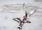 3 fighting godwits.jpg